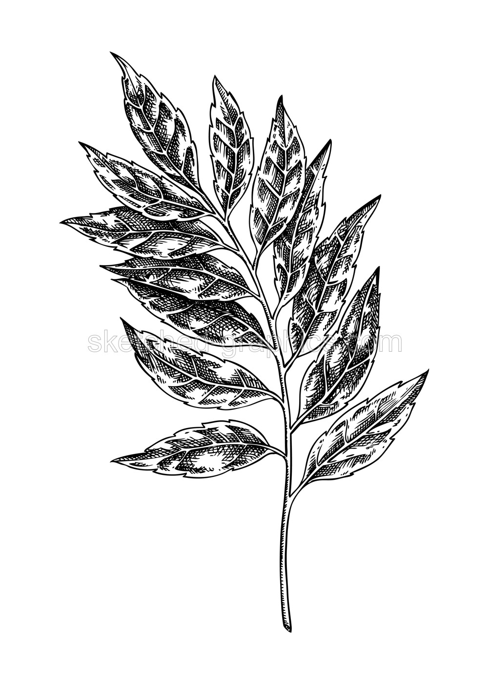 Curry plant sketch. Kitchen spice drawing. Indian herbs and spices hand-drawn vector illustration. NOT AI generated Illustration